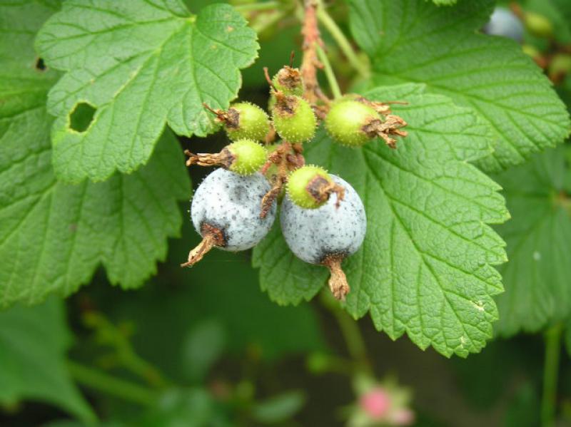 Blaue, bereifte Beeren der Blut-Johannisbeere