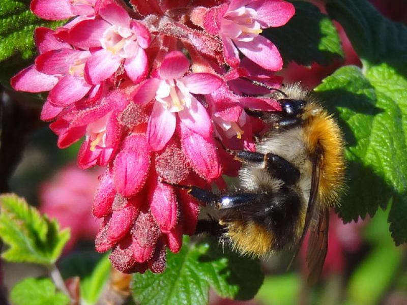 Ribes sanguineum Artorubens ist bei Hummeln sehr beliebt.