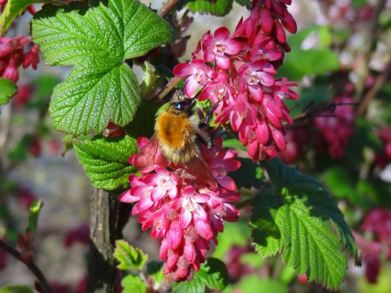 Die Blutjohannisbeere Artorubens - Hummel- und Bienennährgewächs