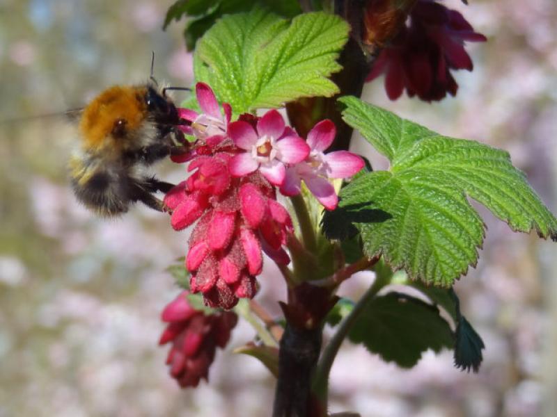 Hummel auf Blüte der Blutjohannisbeere