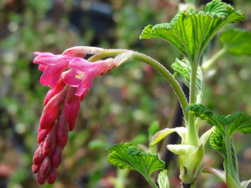 Blütenknospen von Ribes sanguineum Atrorubens im Detail