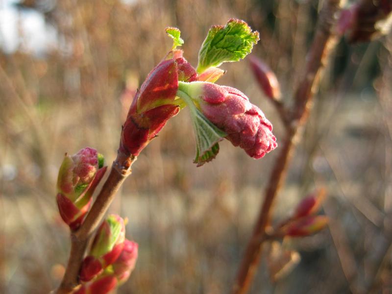 Knospen der Blutjohannisbeere Atrorubens im März