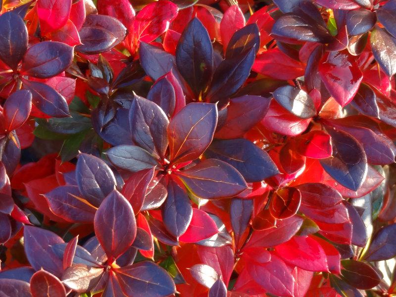 Ab November färbt sich das Laub der Berberitze Red Jewel purpur-rot