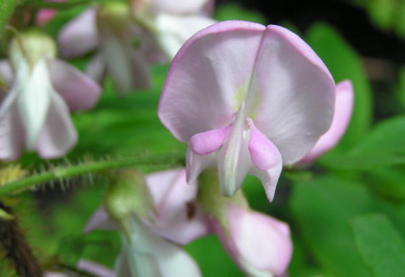 Rosa Blüten der Robinia hispida Macrophylla