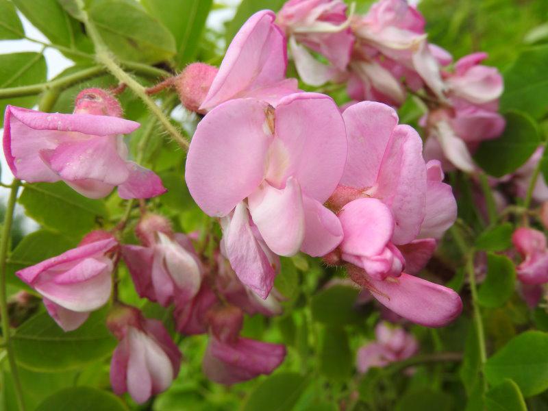Hübsche rosa Blüten der Robinia hispida Macrophylla