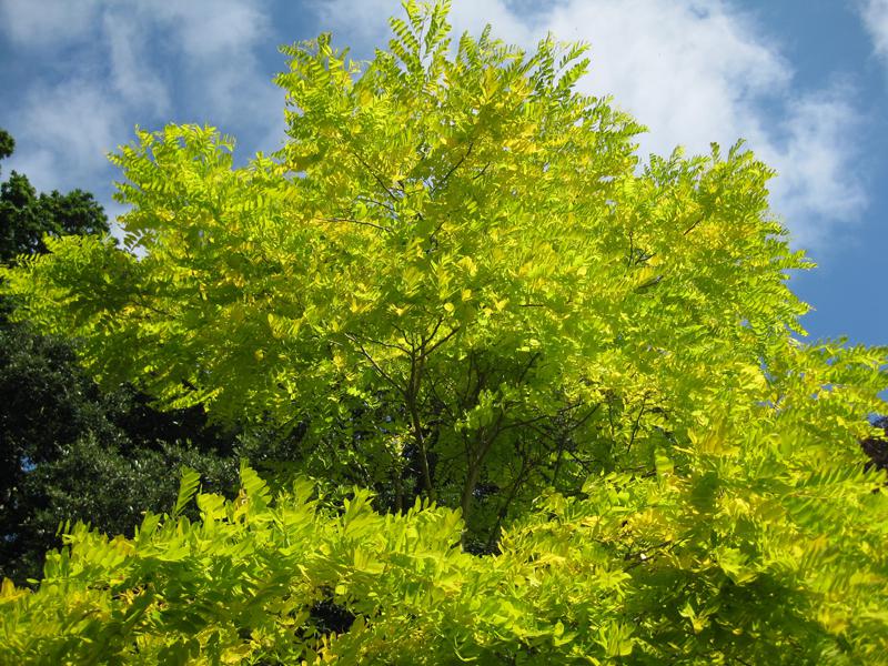 Goldgelbes Laub der Robinia pseudoacacia Frisia