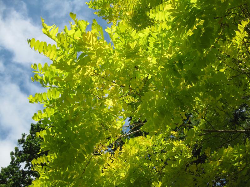 Goldrobinie - gelbe Blätter