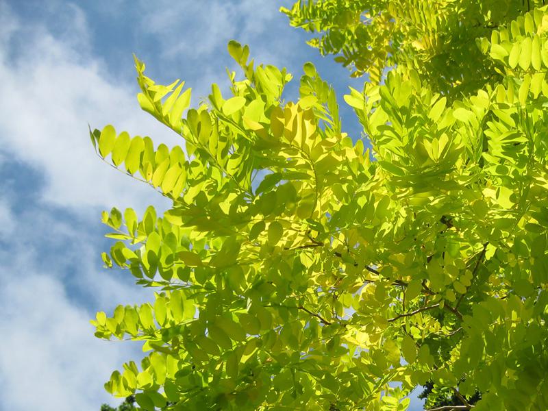 Robinia pseudoacacia Frisia - Leuchtend gelbgrünes Laub