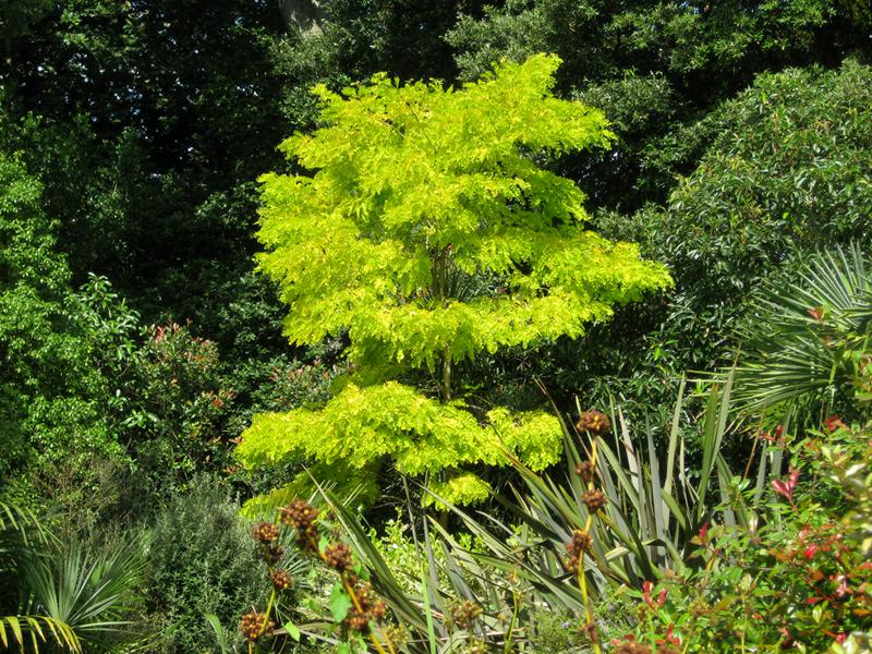 Schöne Kontraste: Junger Goldrobinien-Baum