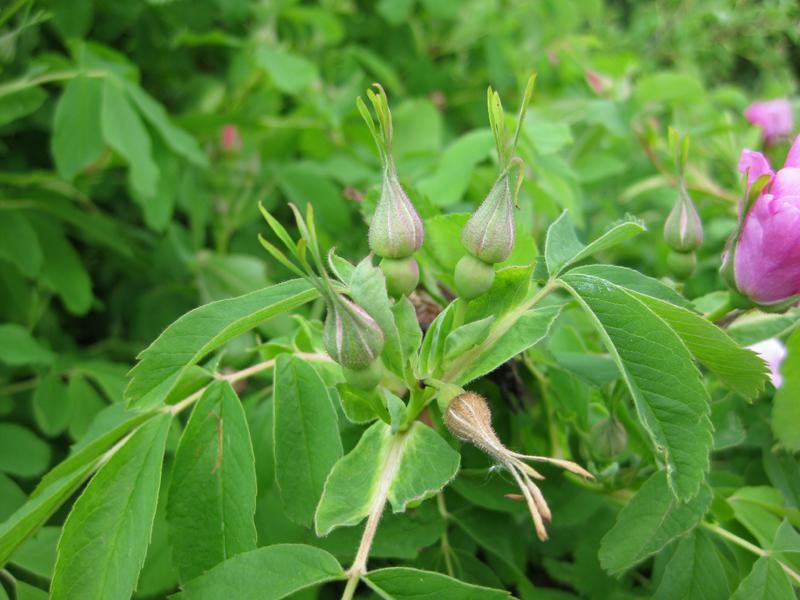 Eschenblättrige Rose - Knospen