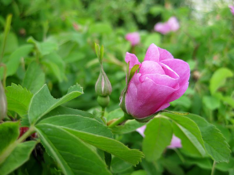 Beginnende rosa Blütenfülle im Mai