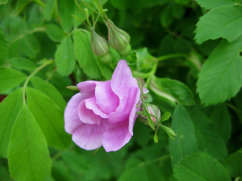 Rosa Blüte im Aufgehen - Eschenrose