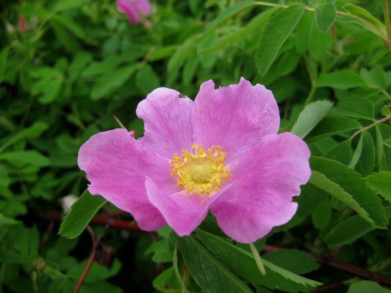 Rosablühende Wildrose - Eschenblättrige Rose