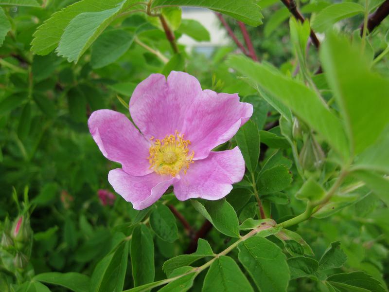Die rosa Blüten der Eschenblättrige Rose sind beliebt bei Bienen.