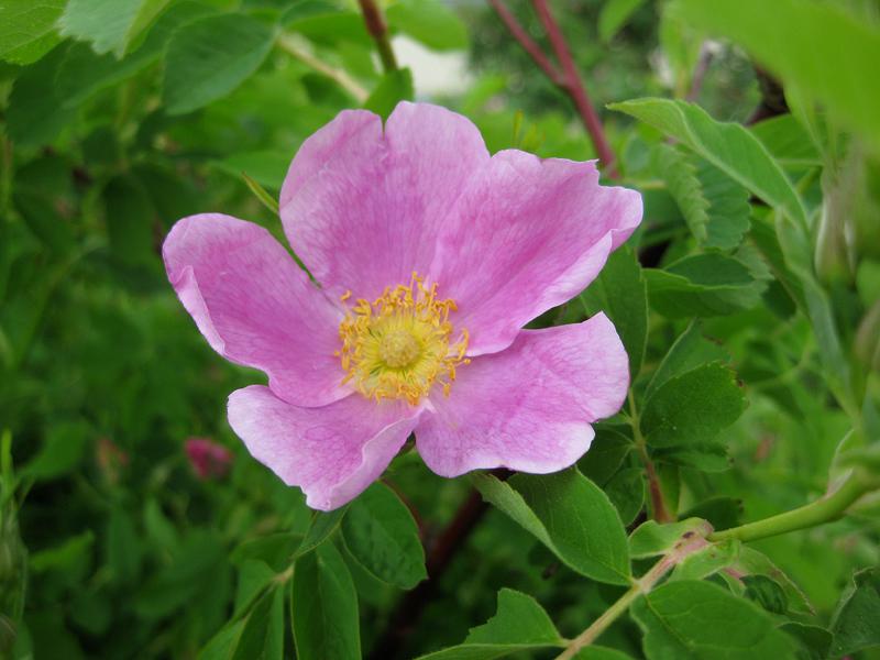 Die Eschenblättrige Rose hat einfache Blüten.