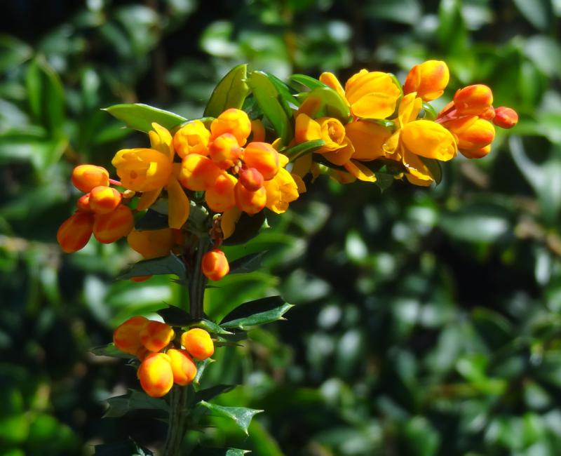 Die gelb-orange Blüte der Berberitze Mystery Fire