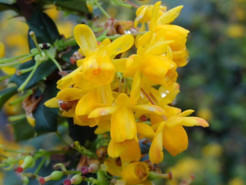 Berberis Mystery Fire - Berberitze Mystery Fire Blüten