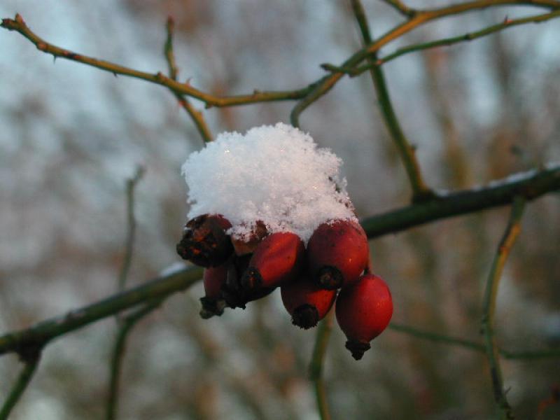 Hundsrose - rote Hagebutten im Winter