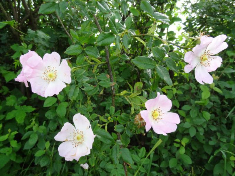 Rosa Blüten der Hundsrose