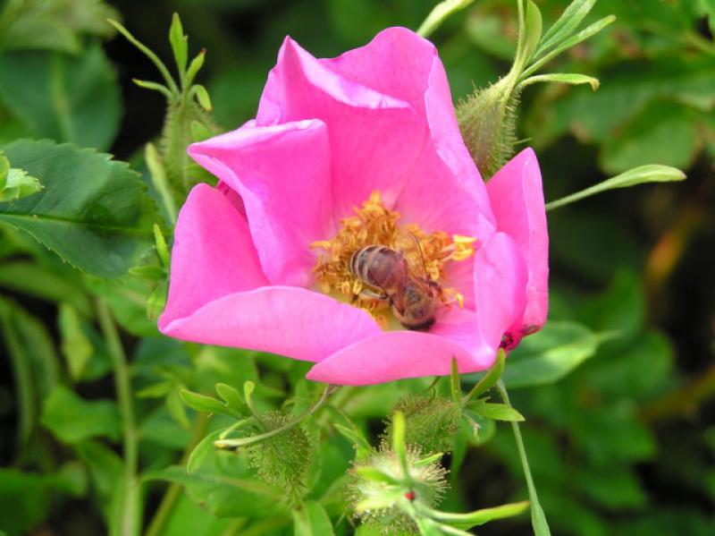 Dünenrose - karminrosa Blüte