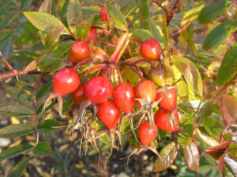 Dünenrose - rote Hagebutten