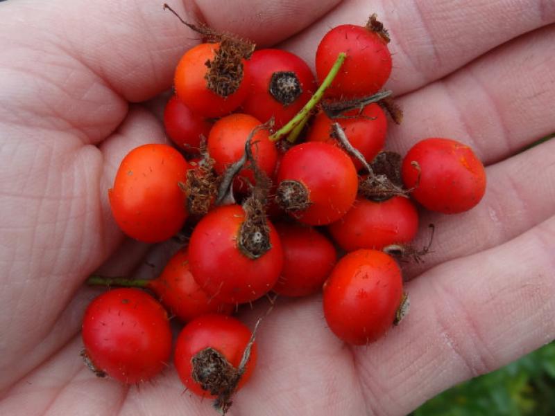 Leckere Hagebutten von Rosa carolina