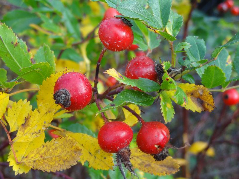 Hagebutten von Rosa carolina