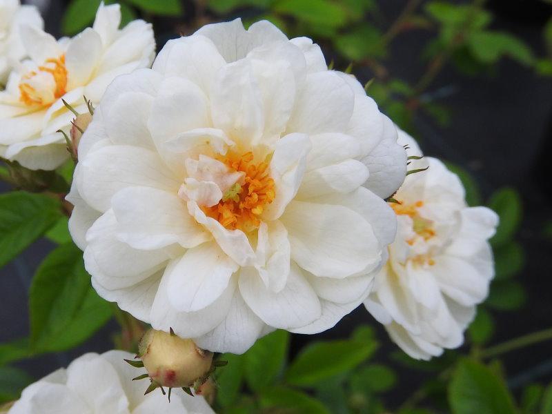 Die Kletterrose Rosa filipes blüht weiß und halbgefüllt.