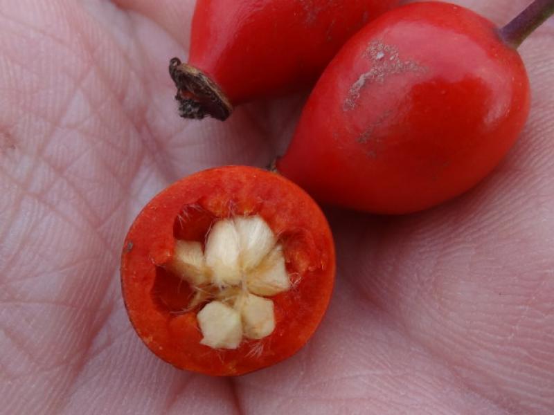 Hagebutten von Rosa glauca