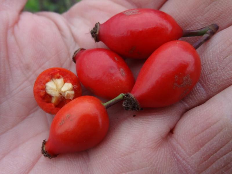 Hagebutten der Blauen Hechtrose