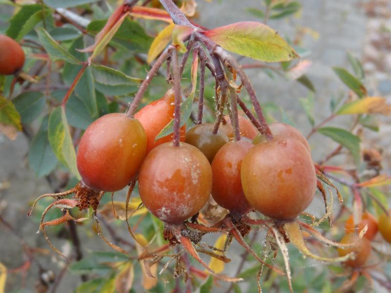 Reife Hagebutten bildet die Rosa glauca im Herbst aus