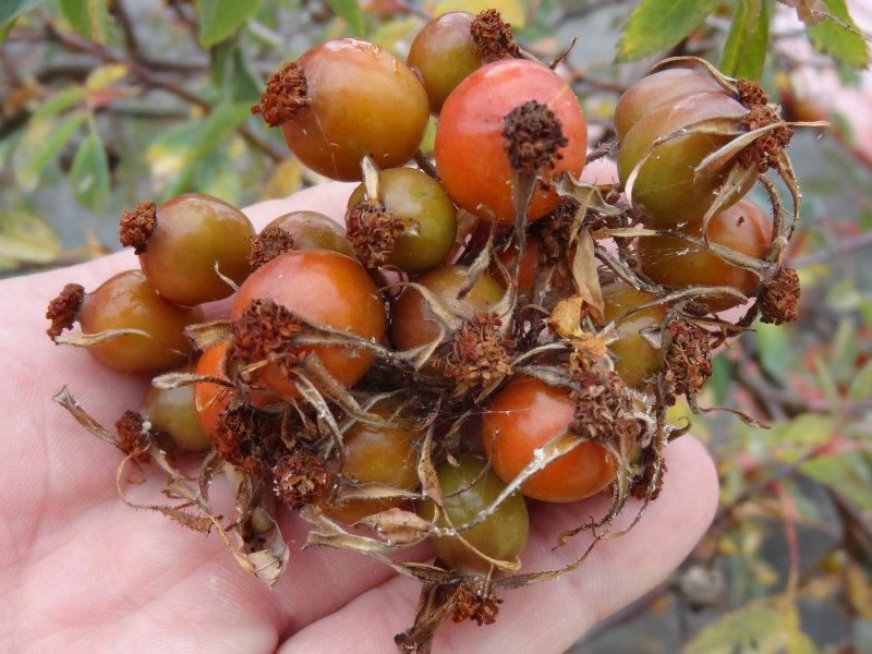 Zahlreiche Hagebuttenfrüchte dienen im Herbst als Nahrung für unsere heimischen Vögel