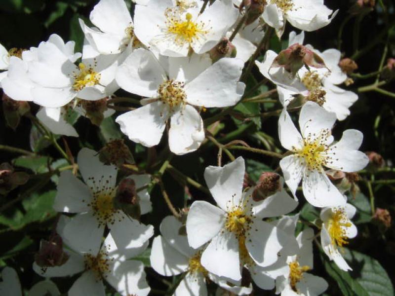 Die Starkwüchsige Kletterrose in Blüte