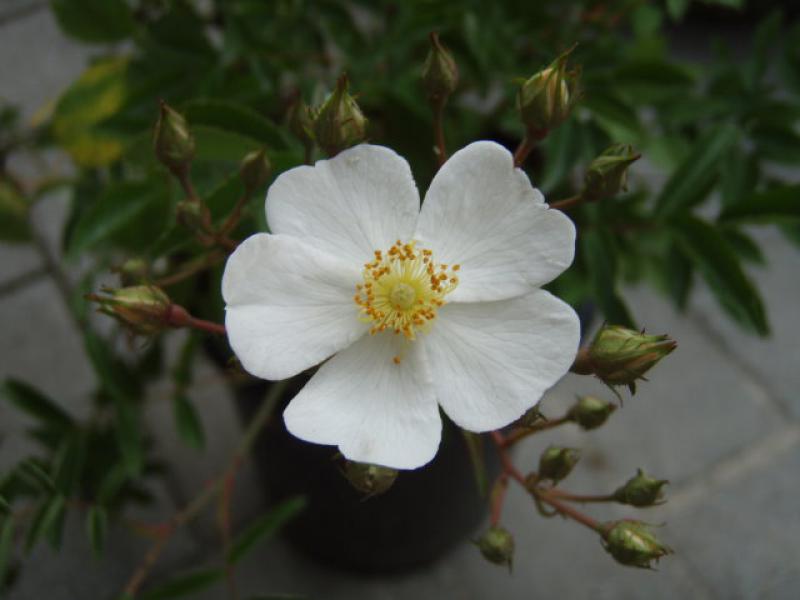 Starkwüchsige Kletterrose