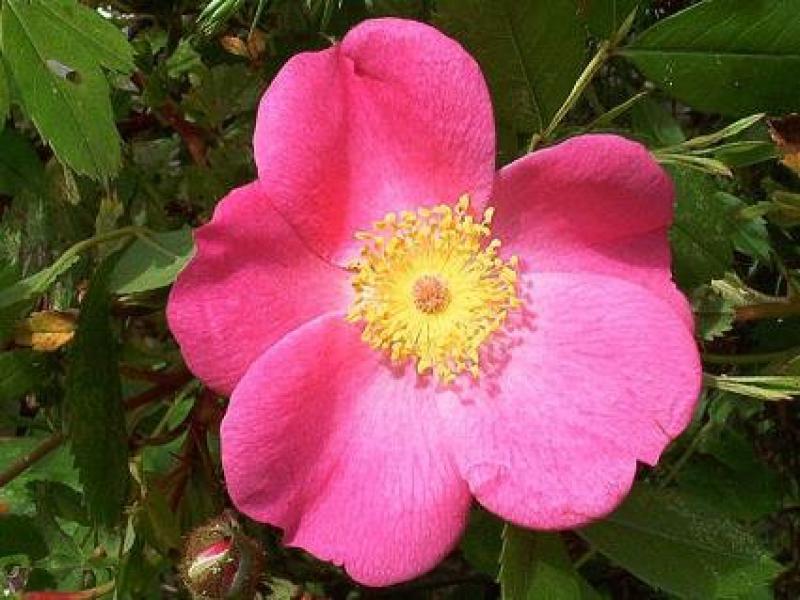 Zimt-Rose - rosa Blüte