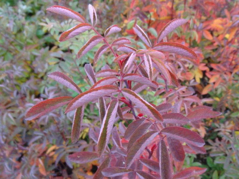 Rotes Herbstlaub von Rosa majalis