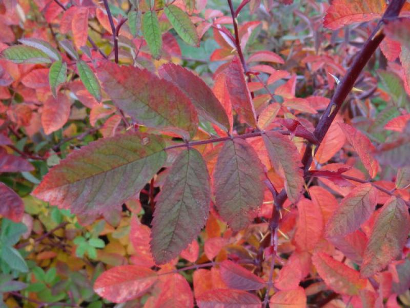 Rosa majalis - rote Herbstfärbung