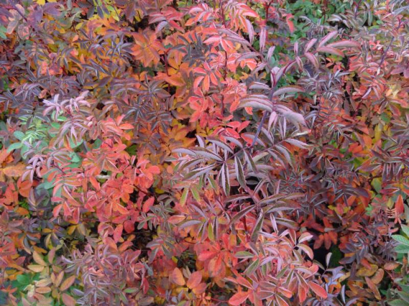 Rosa majalis - hübsche Herbstfärbung