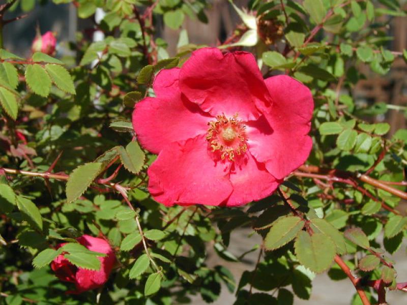 Rote Büschelrose