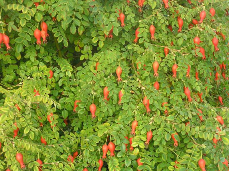 Rote Büschelrose