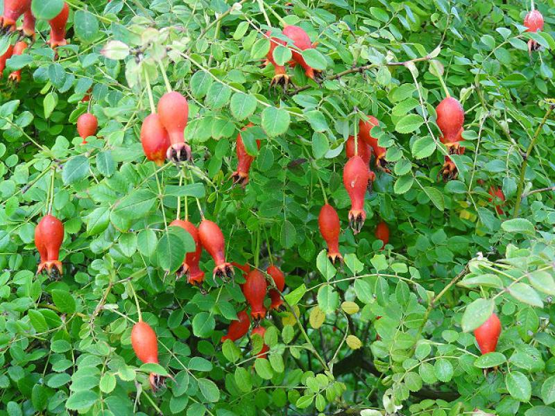 Mandarinrose mit Hagebutten, aufgenommen Ende September.