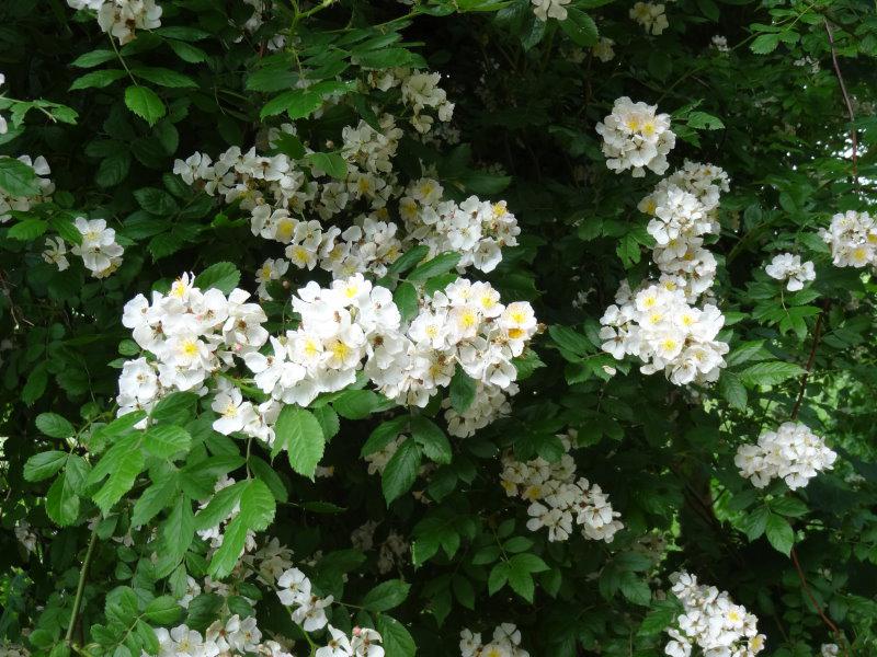 zahlreiche Blüten zieren die Rosa multiflora im Juni