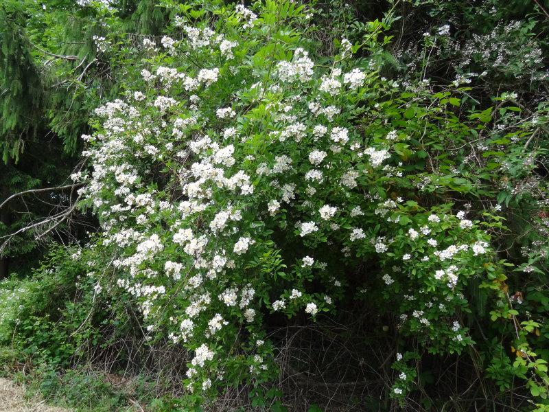 Der Habitus der Rosa multiflora (Vielblütige Rose)