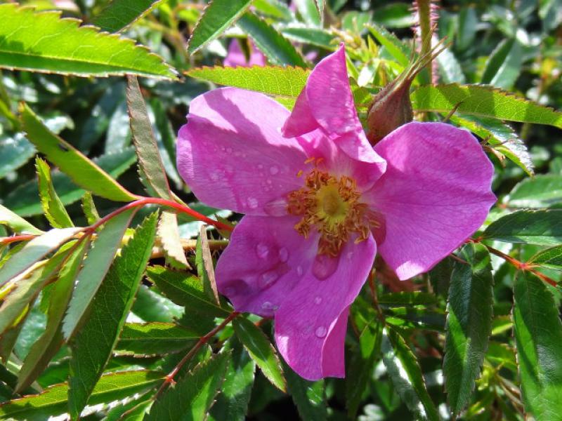 Die zierliche rosa Blüte der Glanzrose