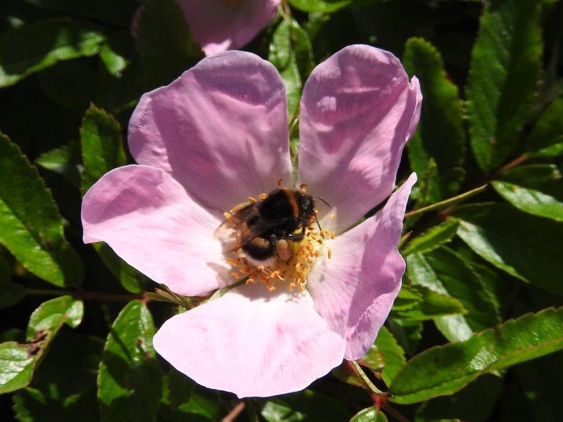 Glanzrose als Bienennährgehölz