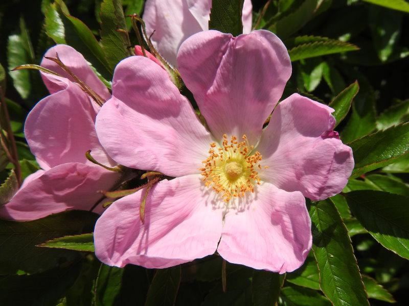 Detail der pinken Blüte von Rosa nitida