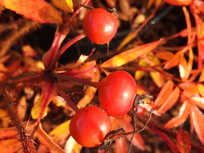 Rote Habegutten im orangen Herbstlaub - Glanzrose