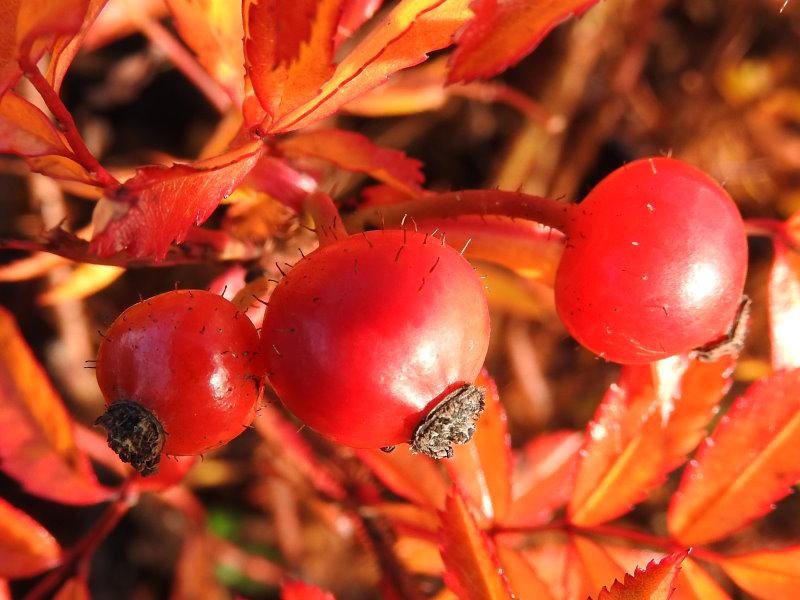 Im Herbst leuchten die Blätter und Hagebutten der Glanzrose in Orange- und Rottönen.