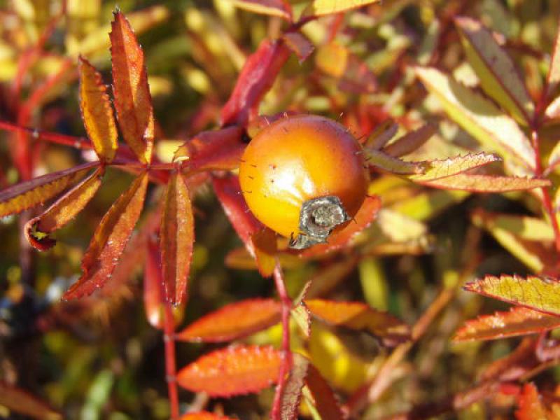 Frucht und oranges Herbstlaub bei Rosa nitida