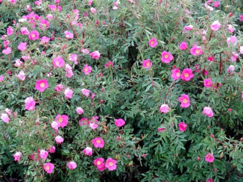 Rosa nitida in voller Blüte